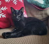 Wendell **Tripod**