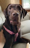 Harlow