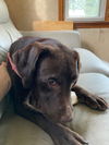 Harlow