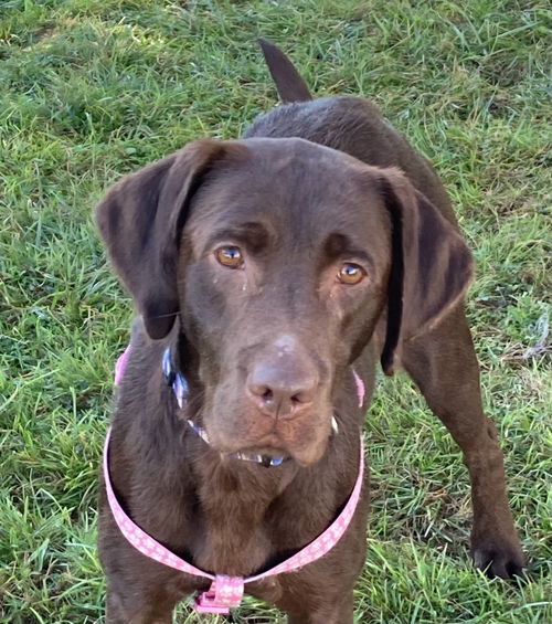 Harlow