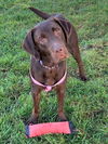 Harlow