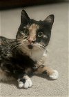 adoptable Cat in wheaton, IL named Firefly