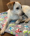 Banjo**NO MORE APPS**