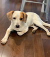 Banjo**NO MORE APPS**