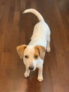 Banjo**NO MORE APPS**