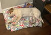 Banjo**NO MORE APPS**