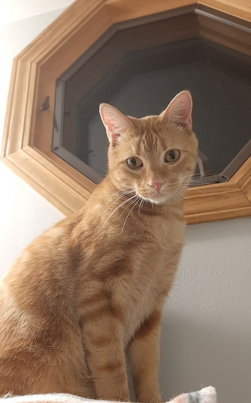 Nigel **front paw declaw**