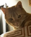 Nigel **front paw declaw**
