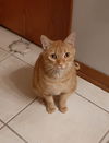 Nigel **front paw declaw**