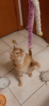 Nigel **front paw declaw**