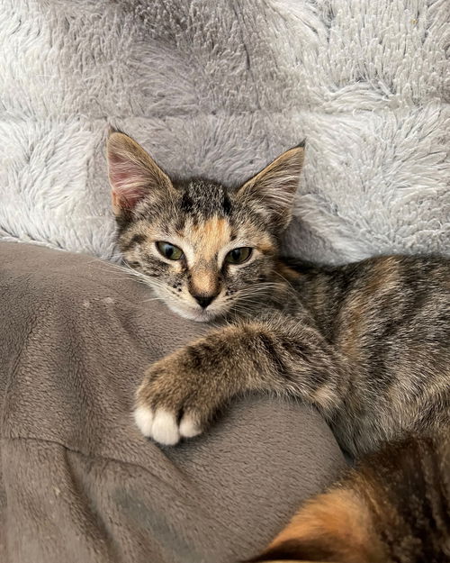 Caramel