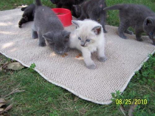 Camground kittens