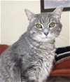 adoptable Cat in wheaton, IL named Wren