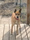 Bailey