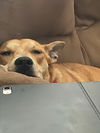 Bailey