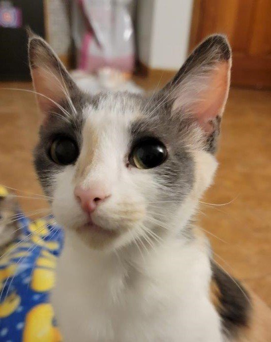 Muffin  Dilute Calico / Domestic Short Hair (short coat) Female