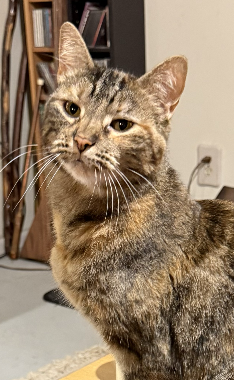 Scout  Domestic Short Hair (short coat) Female