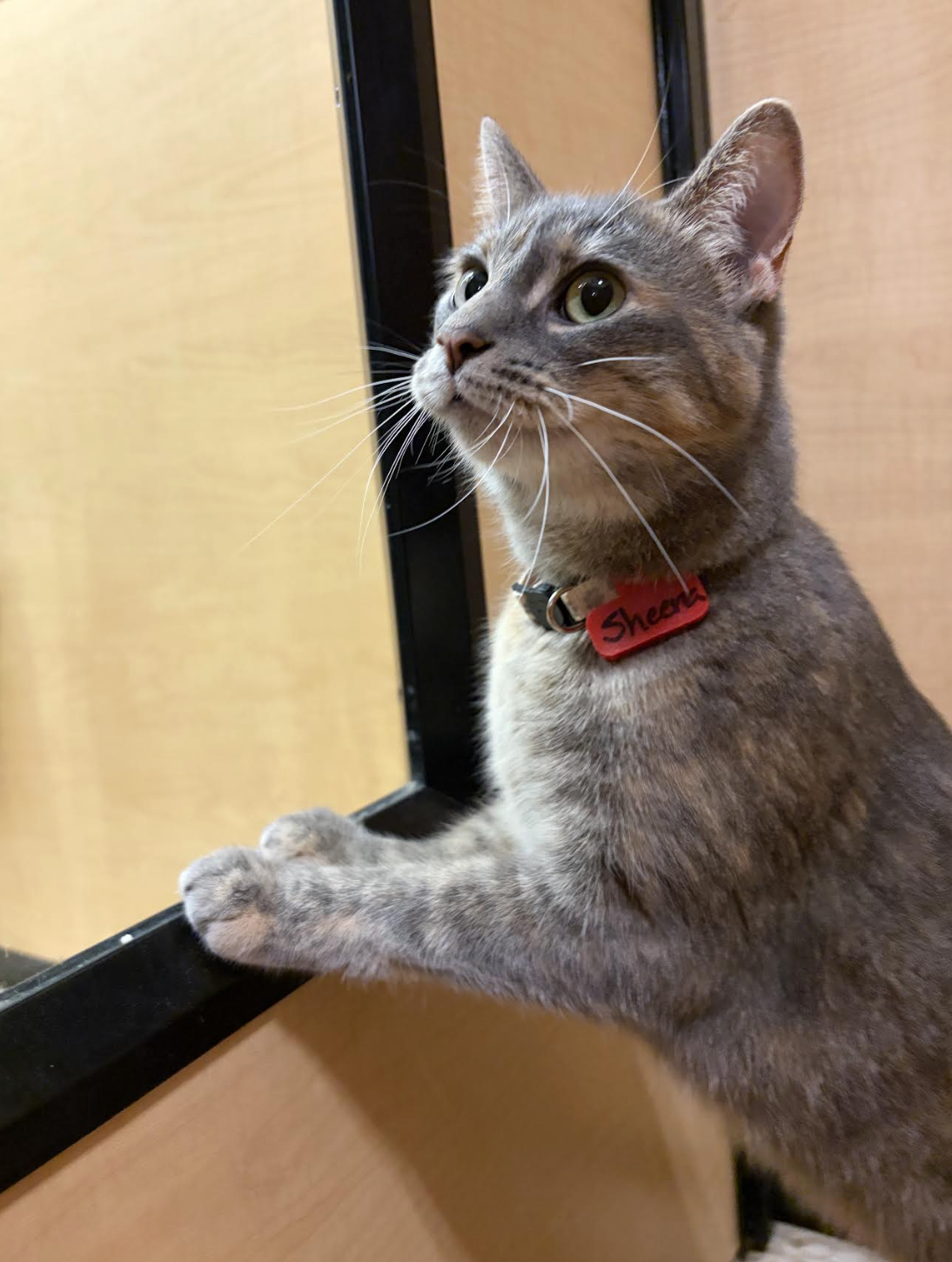 Professor Sheena  Domestic Short Hair / Siamese (short coat) Female