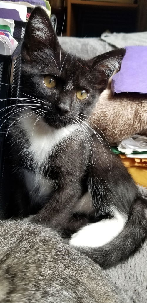 Niko