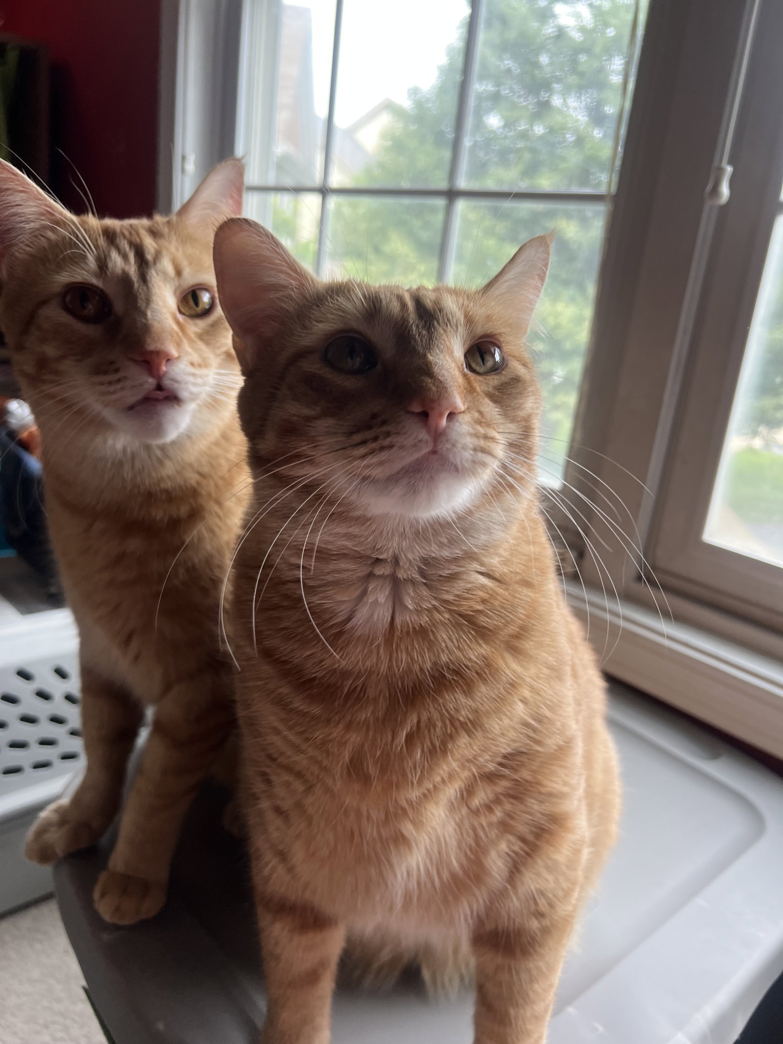 Matcha and Chai (bonded pair)  Domestic Short Hair (short coat) Male