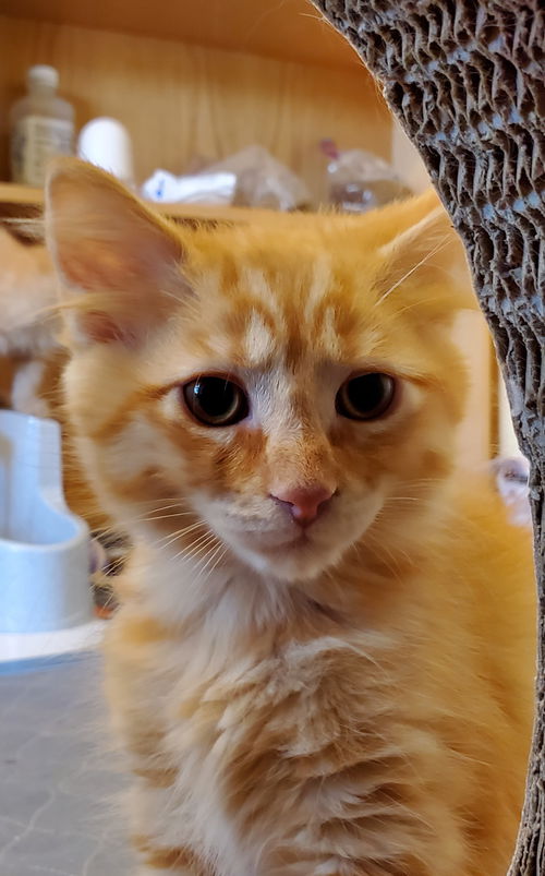 Hammie