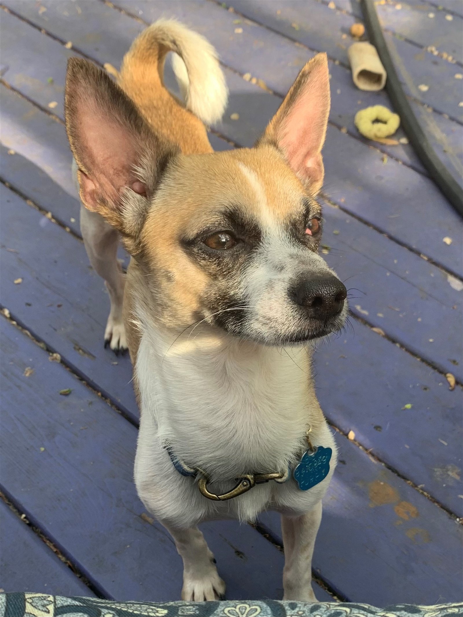 Chico Small Chihuahua / Mixed (short coat) Male