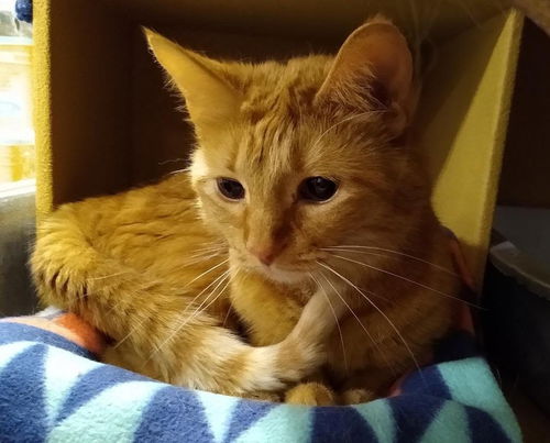 Caramel