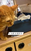 Caramel