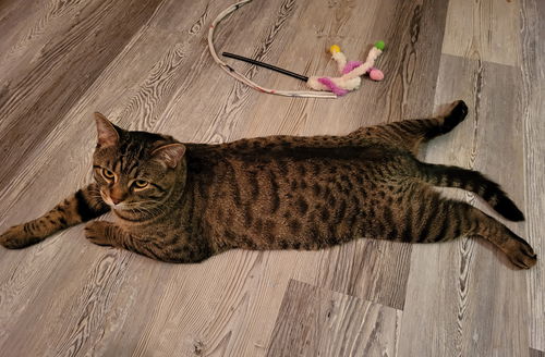 Yoshi
