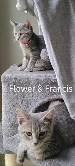 Flower & Francis (Bonded Pair)  Domestic Short Hair (short coat) Female