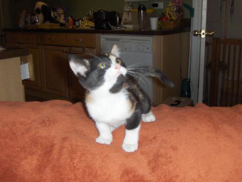 Tagalong