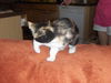 Tagalong