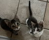 Badger and Bullseye (Bonded Pair)