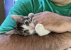 Badger and Bullseye (Bonded Pair)