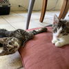 Badger and Bullseye (Bonded Pair)