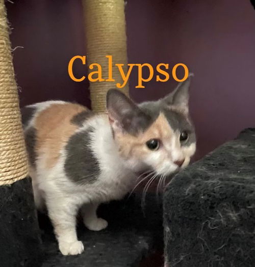 Calypso