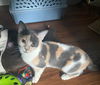 Calypso