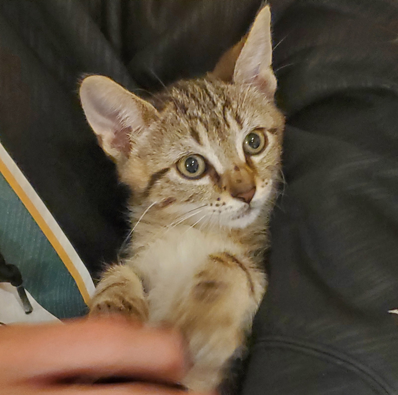 Adopt a Kitten in Chicago