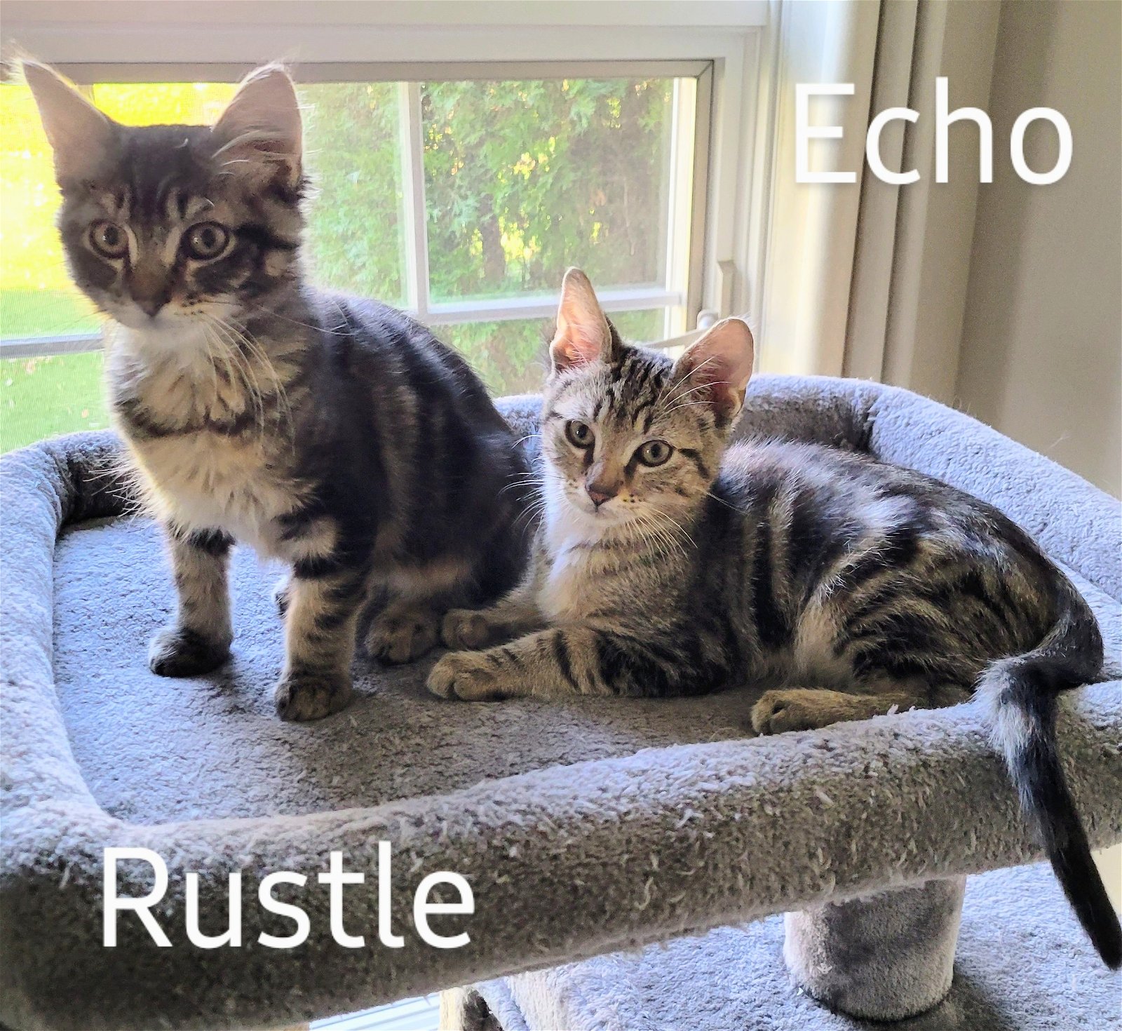 Echo & Rustle (bonded pair)  Domestic Short Hair (short coat) Male