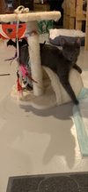 Tallie
