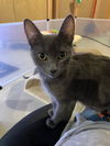 Tallie