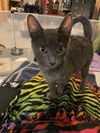 Tallie