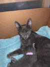 Tallie