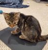 Zelda