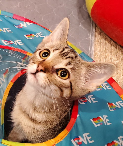 Zelda