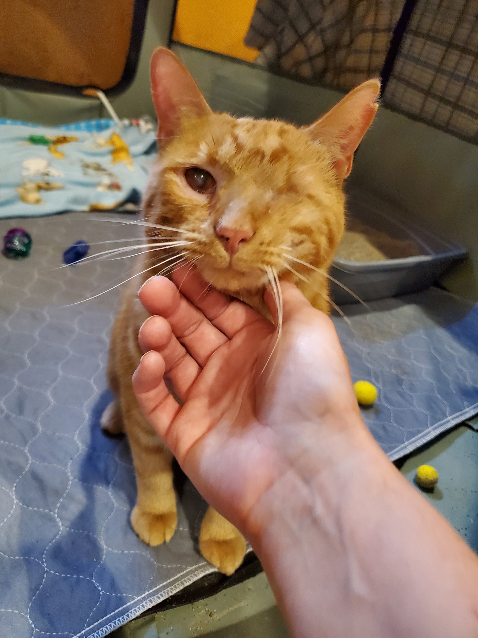 Cats for Adoption in Hobart, Indiana Alpha Paw