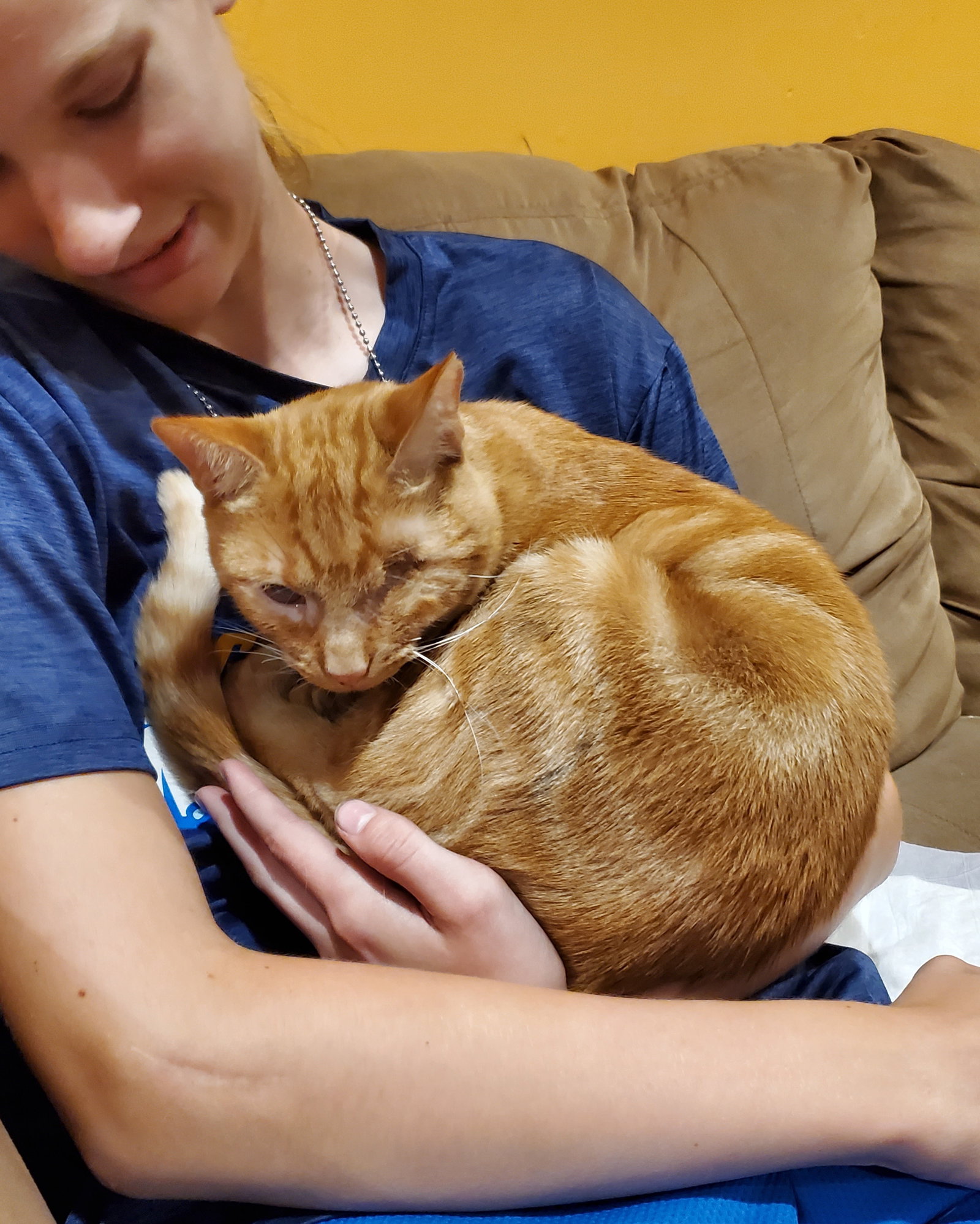 Cats for Adoption in Hobart, Indiana Alpha Paw