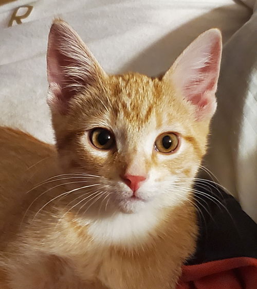 Niblet