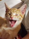 Niblet