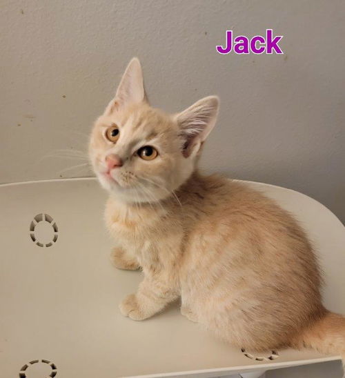 Jack of Clubs (bonded with Ten of Clubs)